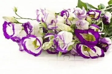 פאזל של LISIANTHUS