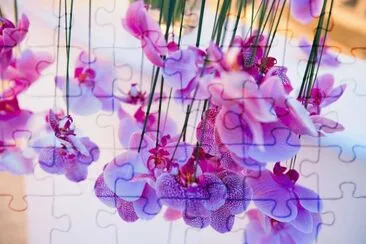 פאזל של ORCHIDEA