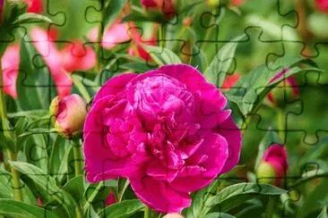 פאזל של PEONIA