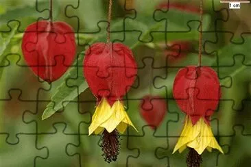 Abutilon jigsaw puzzle