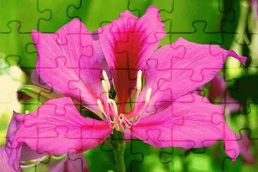 פאזל של Bauhinia