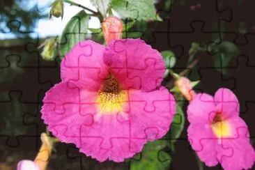 Achimenes jigsaw puzzle
