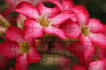 Adenio obeso jigsaw puzzle