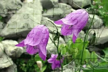 פאזל של Campanula