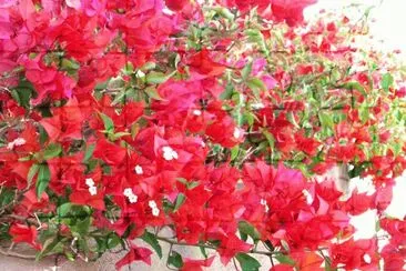 Bougainville jigsaw puzzle