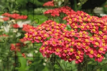 Millefoglio jigsaw puzzle