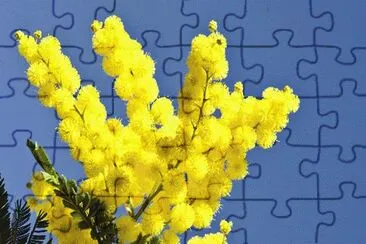 Mimosa jigsaw puzzle