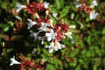 Abelia jigsaw puzzle