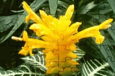 Aphelandra squarrosa