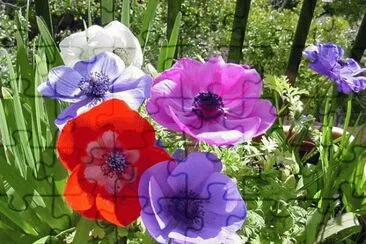 פאזל של Anemone coronaria