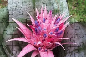 Aechmea fasciata