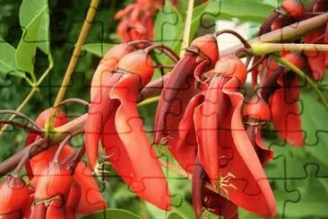 Beloperone guttata