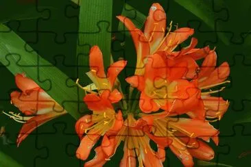 Clivia miniata