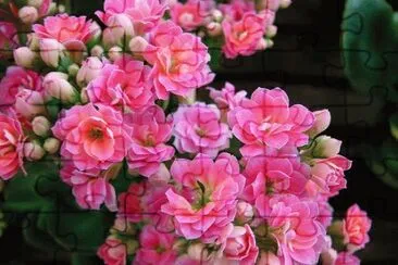 Kalanchoe