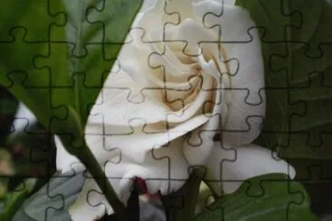 Gardenia