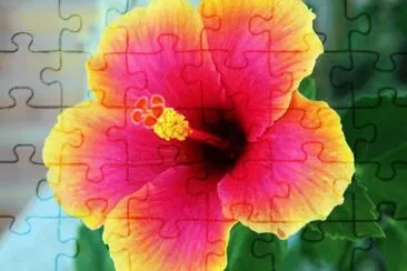 Ibisco jigsaw puzzle