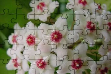 Hoya jigsaw puzzle