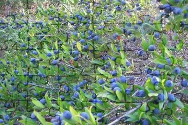 Mirto jigsaw puzzle