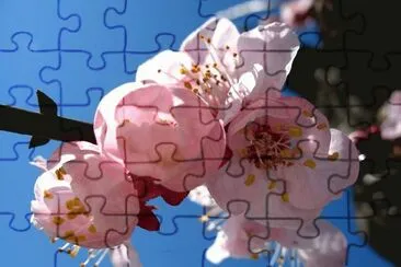 Albicocco jigsaw puzzle