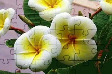 Plumeria jigsaw puzzle