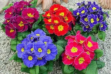Primula jigsaw puzzle