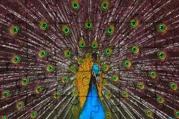 Beautiful Peacock