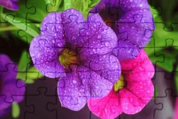 Petunia jigsaw puzzle