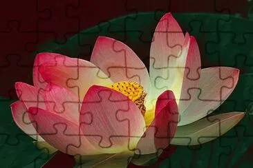 ninfea jigsaw puzzle