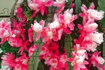 Sea of Flowers