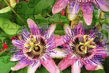Passiflora caerulea