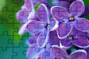 פאזל של LillÃ 