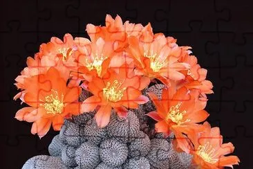 Rebutia jigsaw puzzle