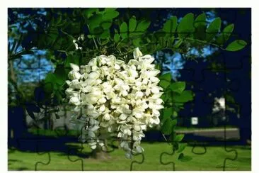 Acacia jigsaw puzzle