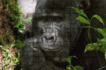 Mountain Gorilla  Uganda jigsaw puzzle