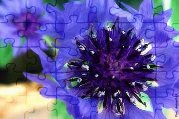 Fiordaliso jigsaw puzzle