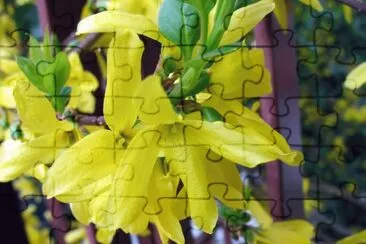 Forsizia jigsaw puzzle