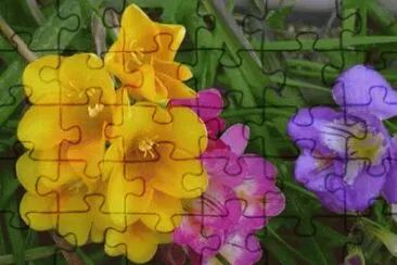 Fresia jigsaw puzzle