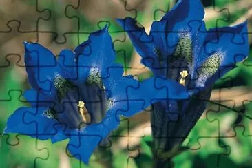 Genziana jigsaw puzzle
