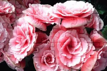 èŠ±