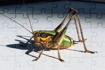 Grashopper