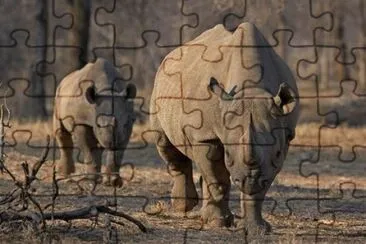 Black Rhino  Namibia
