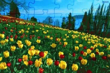 Campo de Tulipas jigsaw puzzle