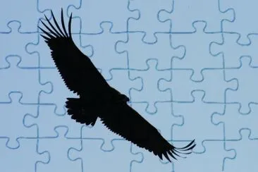animales jigsaw puzzle