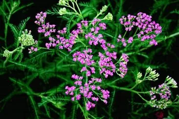 Little Flowers