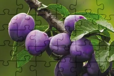 פאזל של prugna