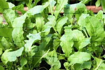 פאזל של rucola