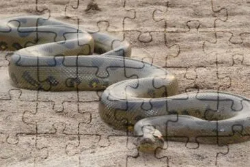 anaconda