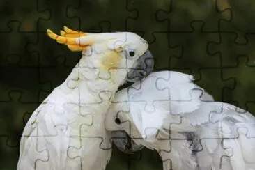 cacatua
