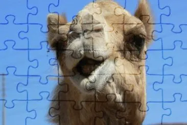 cammello