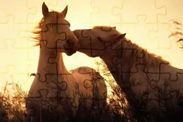 פאזל של cavallo